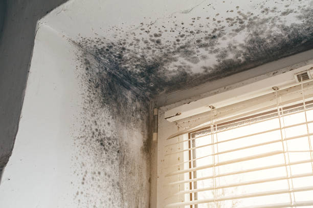 Affordable Mold Cleanup solutions in Perry Hall, MD