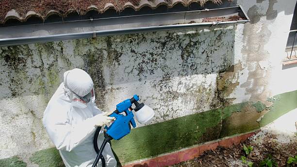 Top rated local Mold Cleanup specialists in Perry Hall, MD
